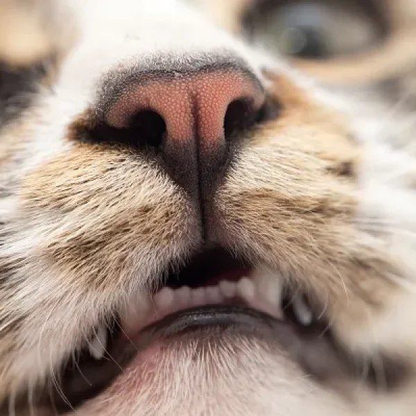 Oral Tumors in Cats - An Overview