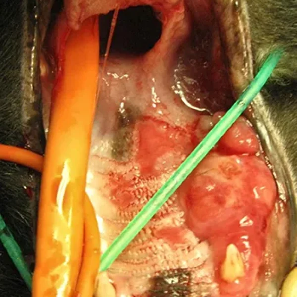 Oral Tumors in Cats - Fibrosarcomas