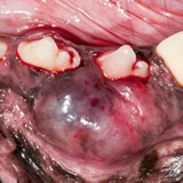 Oral Tumors in Dogs - An Overview