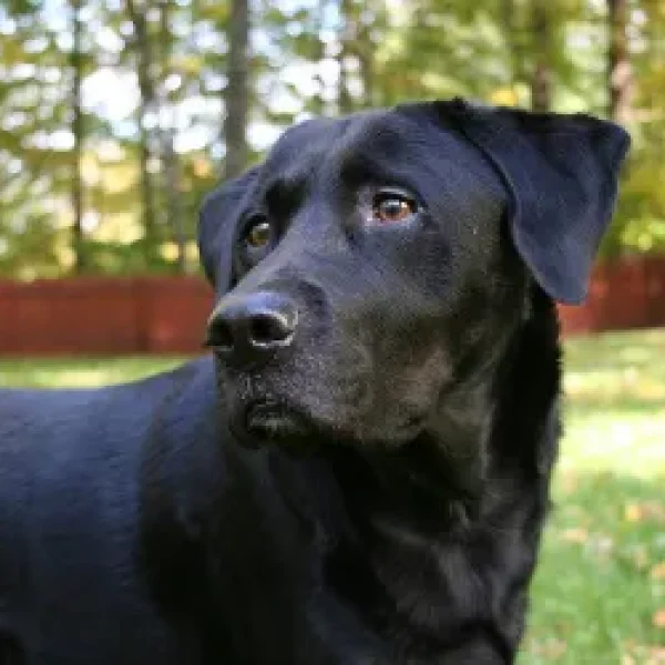 Oral Tumors in Dogs - Fibrosarcomas