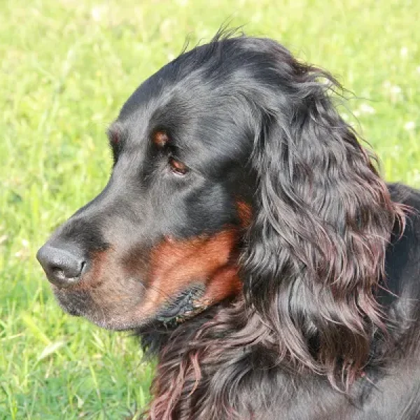 Oral Tumors in Dogs - Melanomas