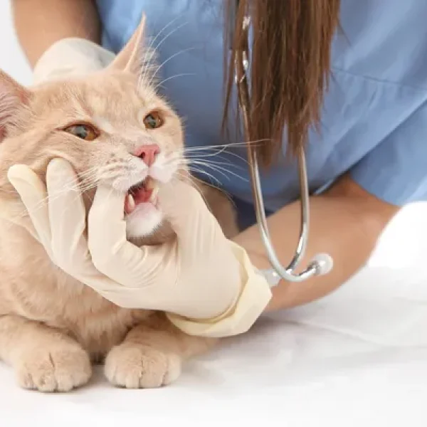 Orthodontics (Moving Teeth) in Cats
