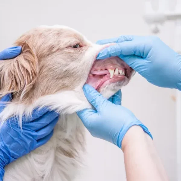 Orthodontics (Moving Teeth) in Dogs