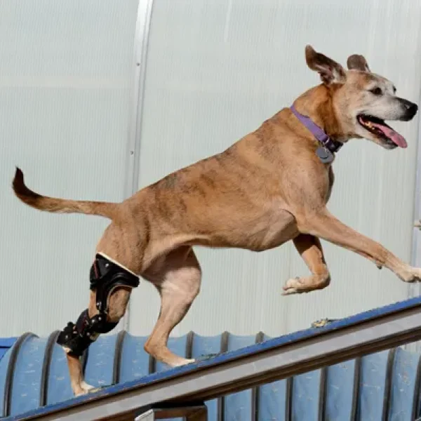 Orthotic Devices for Dogs Braces