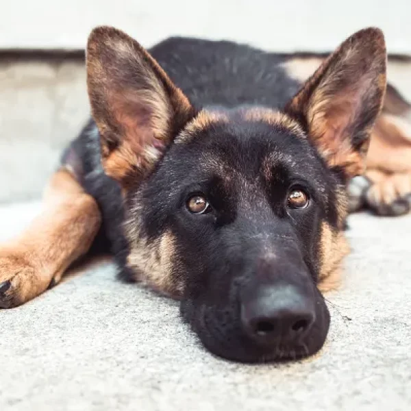 Osteosarcoma in Dogs