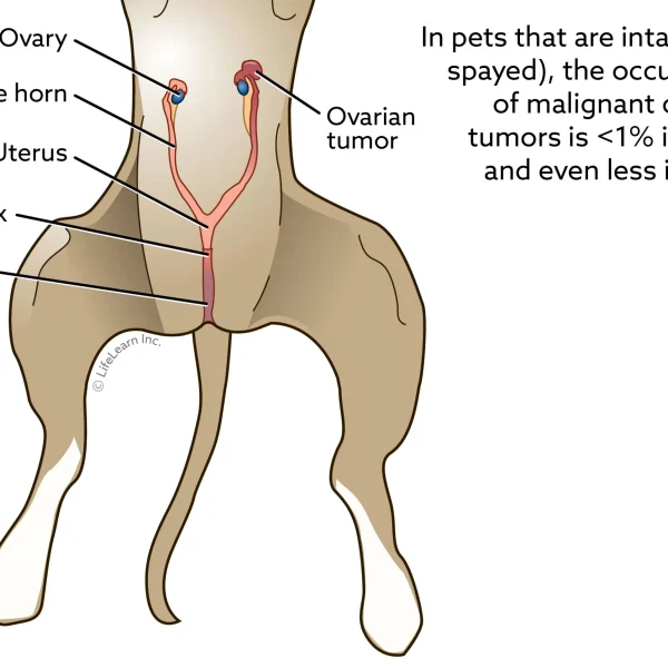 Ovarian Tumors