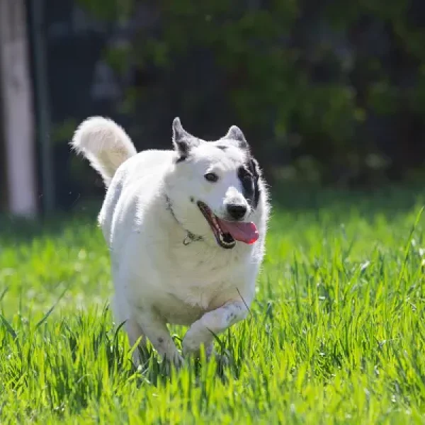 Overweight, Obesity, and Pain in Dogs Overview