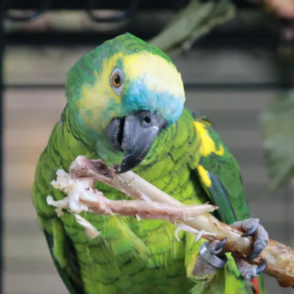 Pacheco's Disease in Birds