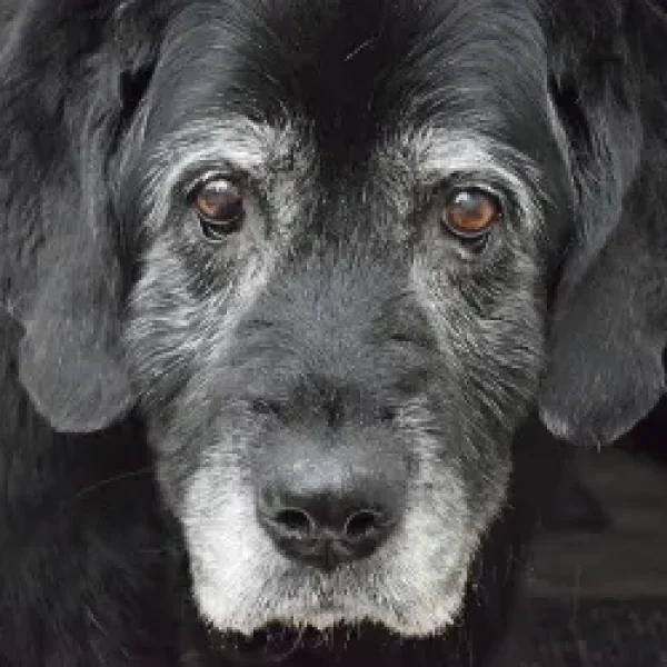 Palliative Care and Hospice for Pets Overview