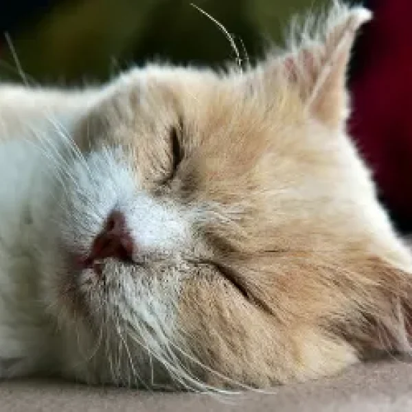 Palliative Care for Cats