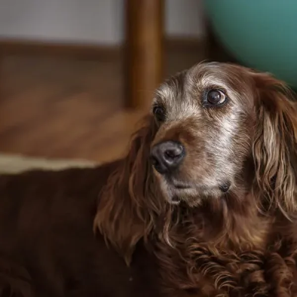 Palliative Care for Dogs