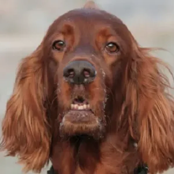 Pancreatitis in Dogs Pancreas-Specific Lipase