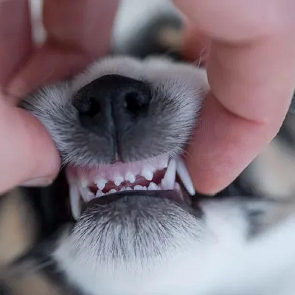 Persistent Deciduous Teeth (Baby Teeth) in Dogs