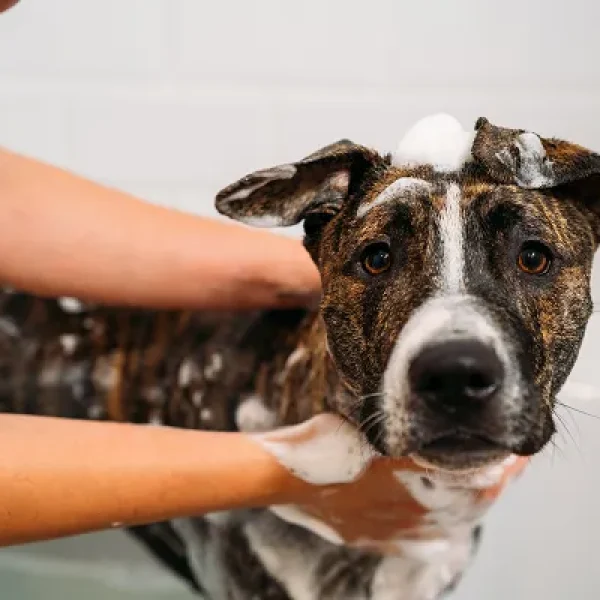 Personal Care Products and Your Pet