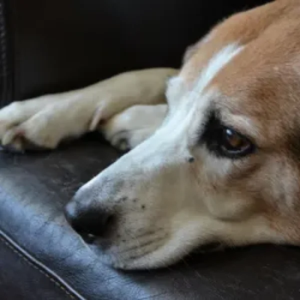 Pharyngostomy Tube Feeding in Dogs