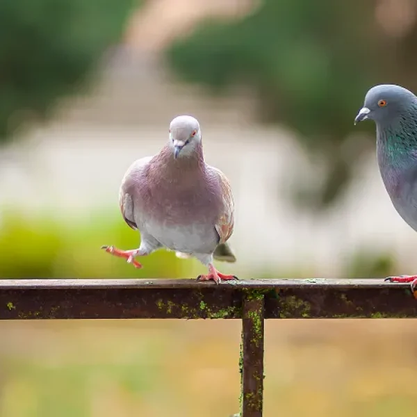 Pigeons and Doves General