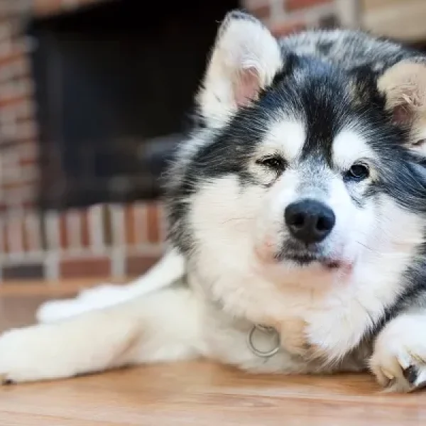 Pituitary Macroadenoma in Dogs