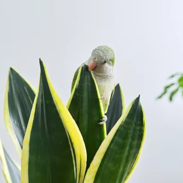 Plants That are Toxic to Birds