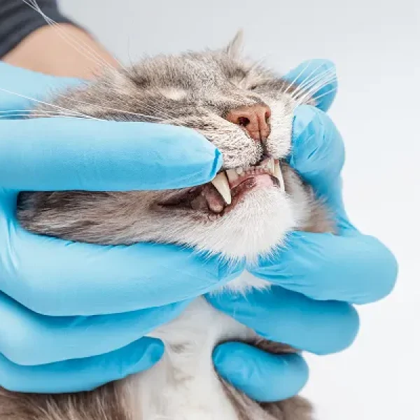Plaque and Tartar Prevention in Cats