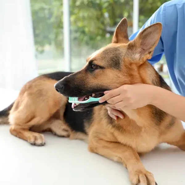 Plaque and Tartar Prevention in Dogs