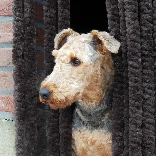 Plasma Cell Tumors and Multiple Myeloma