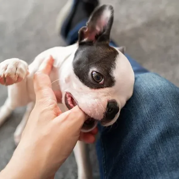 Play Biting in Puppies
