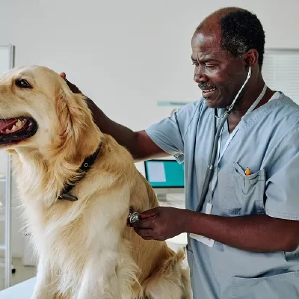 Pneumothorax in Dogs