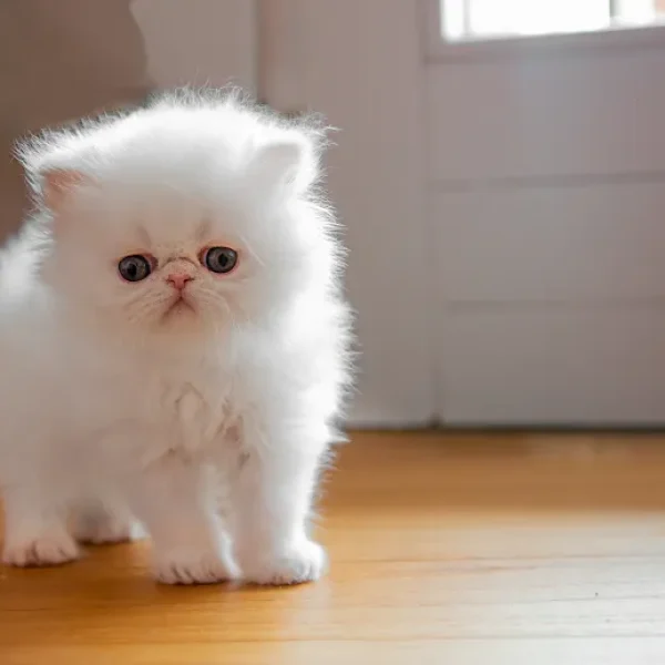 Polycystic Kidney Disease in Cats