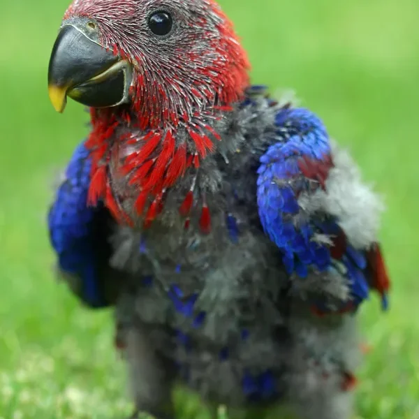 Polyomavirus Infection in Birds