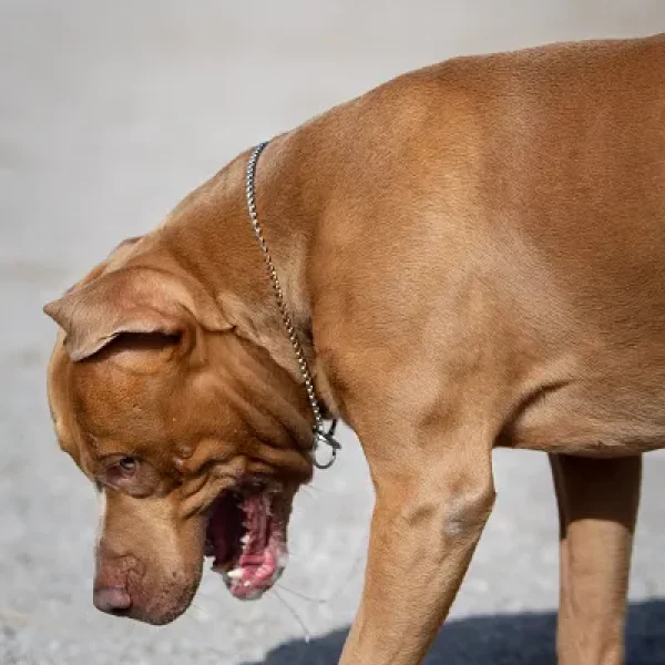 Possessive Aggression in Dogs