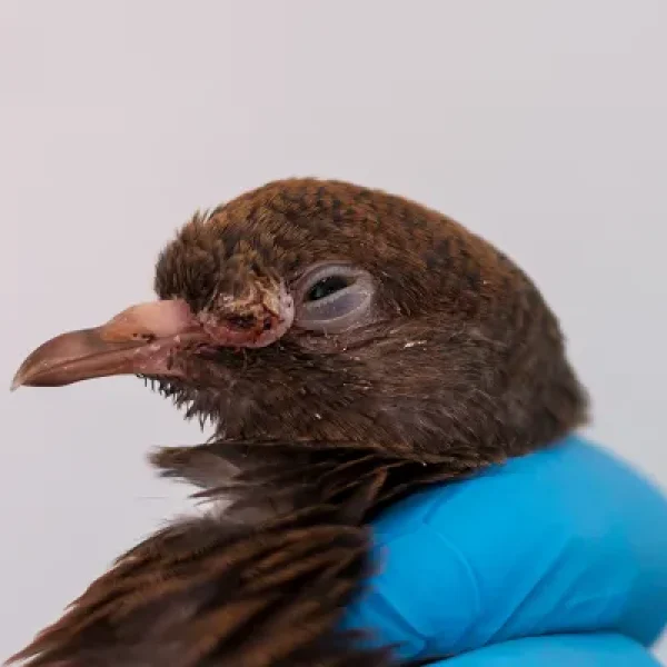 Poxvirus Infection in Birds