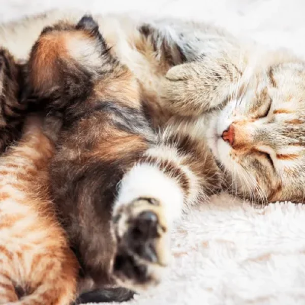 Pregnancy and Labor in Cats