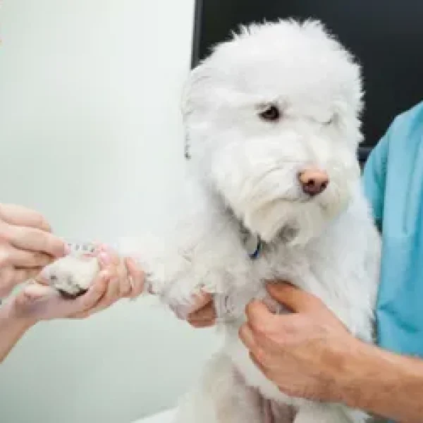 Preparing Your Pet for a Blood Test