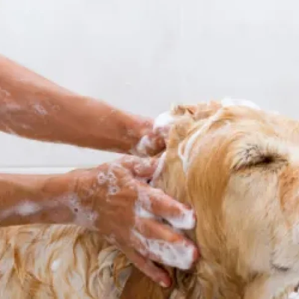 Preparing Your Puppy for a Lifetime of Good Hygiene