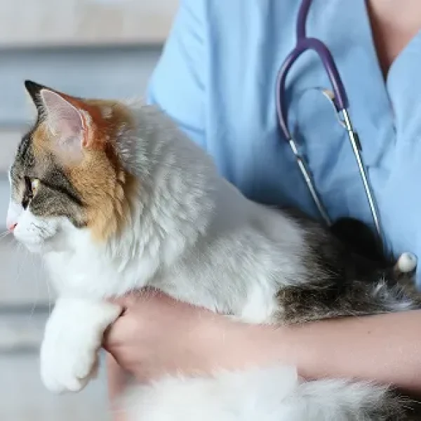 Preventive Healthcare Guidelines for Cats