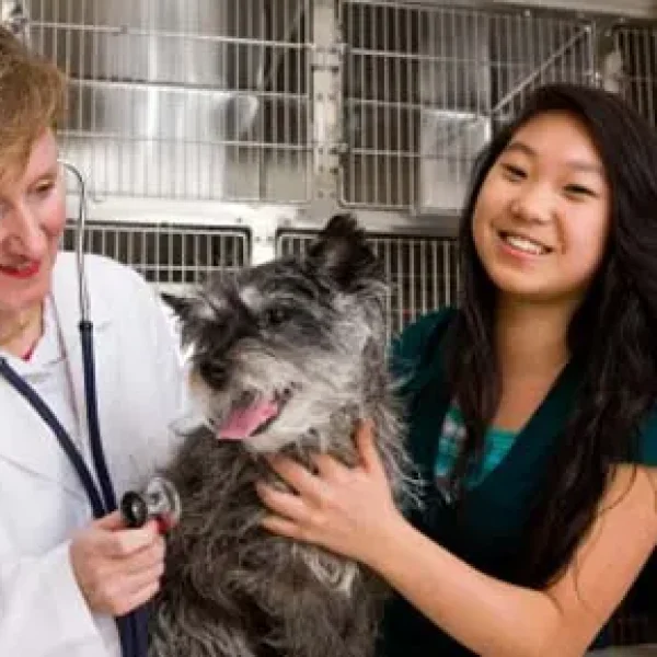 Preventive Healthcare Guidelines for Dogs