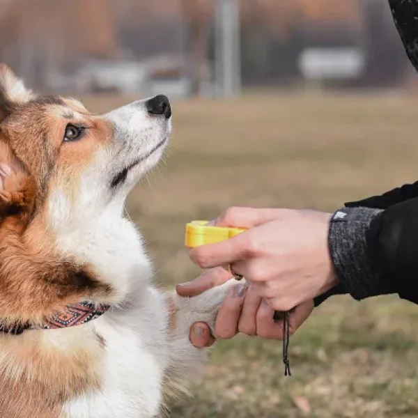 Principles of Teaching and Training Dogs