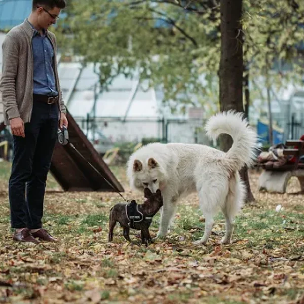 Proper Etiquette at the Dog Park