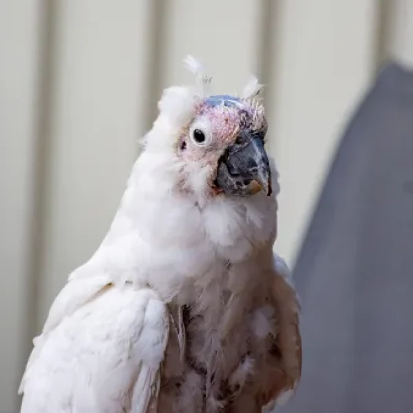 Psittacine Beak and Feather Disease in Pet Birds