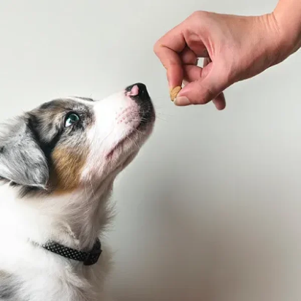 Puppy Behavior and Training Sit Down Stand and Stay