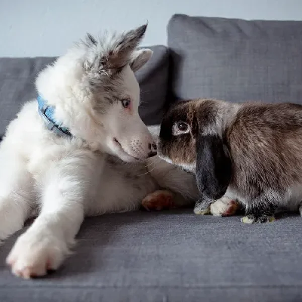 Puppy Behavior and Training Socialization and Fear Prevention