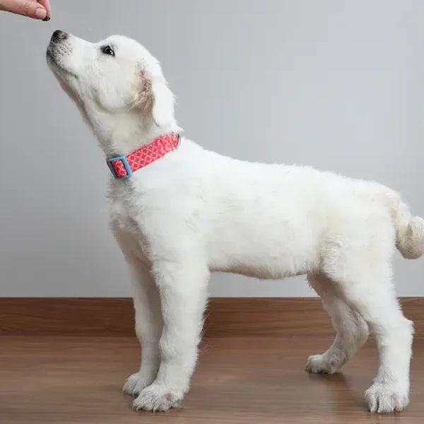 Puppy Behavior and Training Training Basics