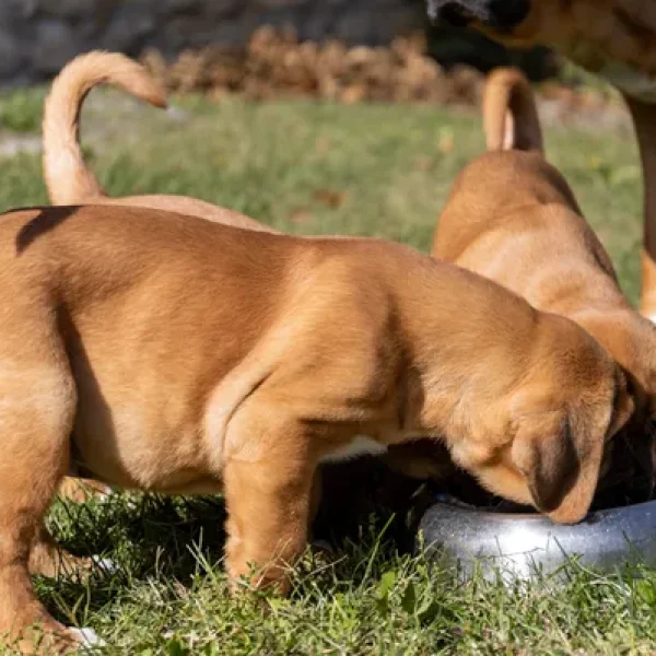 Puppy Nutrition Feeding Large and Giant Breeds