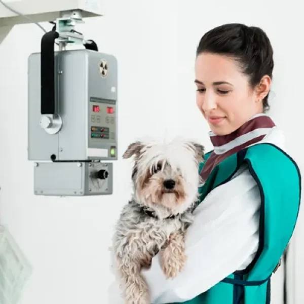 Radiographs (X-Rays) for Dogs