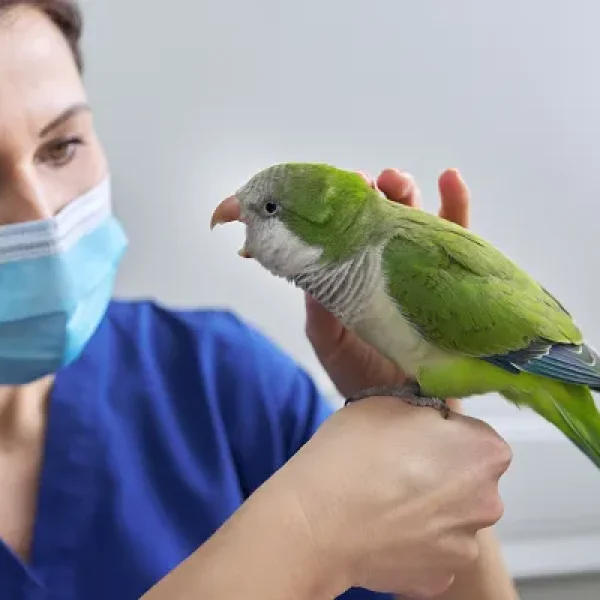 Recognizing the Signs of Illness in Pet Birds