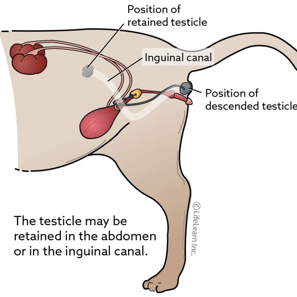 Retained Testicle (Cryptorchidism) in Cats