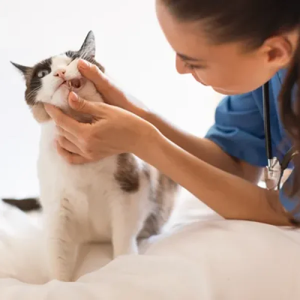 Risks of Anesthesia-Free Dental Procedures