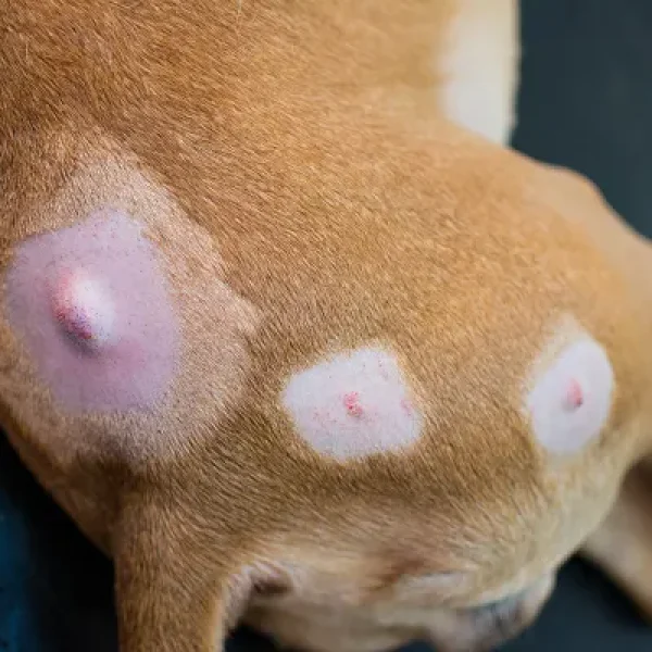 Round Cell Tumors in Dogs