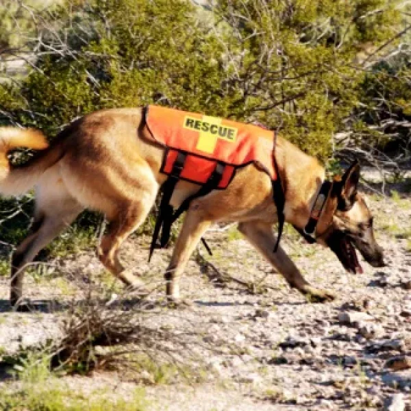 Search and Rescue Dogs