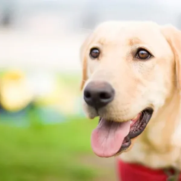 Seizure Assistance Dogs